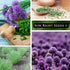 Common Packet (3) Sow Right Seeds - Chives Seed for Planting - Non-GMO Heirloom with Instructions to Plant and Grow