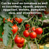 Set 16 oz Monterey Tomato Blossom Spray RTU Bundled with Measuring Spoon Ready-to-Spray Formula for Increased Tomato
