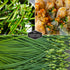 Common 2 Packets Chive Seed Collection - & Garlic Chives of Non-GMO Heirloom Open-Pollinated Herb Seed Varieties