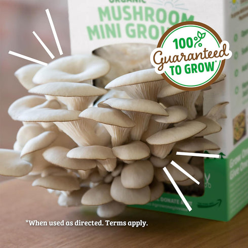 10 Back to the Roots Organic Mini Mushroom Grow Kit, Harvest Gourmet Oyster Mushrooms In days, Top Gardening Gift