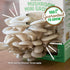 10 Back to the Roots Organic Mini Mushroom Grow Kit, Harvest Gourmet Oyster Mushrooms In days, Top Gardening Gift