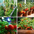 1,500+ 10 Tomato Seeds, Heirloom Vegetable Seed for Planting Indoor Outdoor, Varieties Salad Tomato Seeds Garden