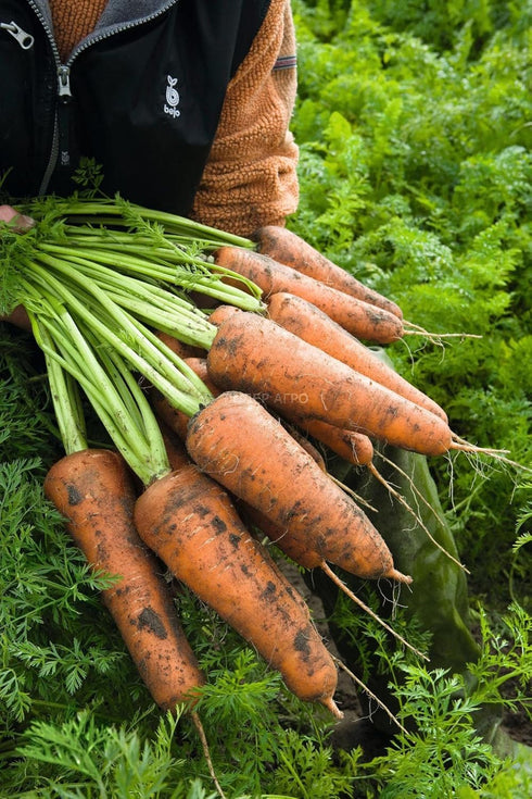 CEMEHA SEEDS 1000 Seeds Giant Red Carrot Sweet Non GMO Vegetable for Planting Seeds
