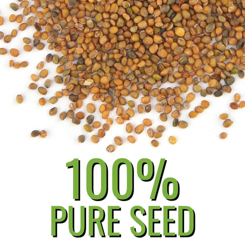 (5 Packs) Seed Needs Arugula Seeds for Planting Roquette/Rocket - Non-GMO Heirloom & Untreated - Grow an Outdoor