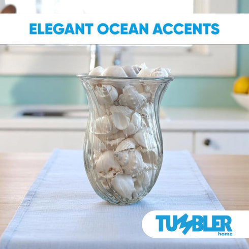 Tumbler Home Mix of White Seashells - Set Includes 1 Pound White Shells up to 3 inches for Home Decor and Crafts