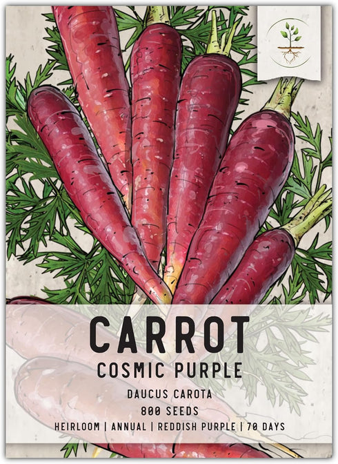 Seed Needs Carrot Seeds for Planting Cosmic Purple Carrots - Non-GMO Heirloom