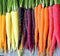 Axel's Garden Seeds Rainbow Carrot Seeds for Planting Heirloom Non GMO Packets 750 Seeds Plant
