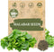 Premium Malabar Spinach Seeds - 100 Heirloom, Non-GMO Seeds for Planting Easy-to-Grow