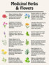 Set 12 Medicinal Herb and Flower - Varieties of Non-GMO & Heirloom Flowers and Herbs - Basil, Cilantro, Calendula