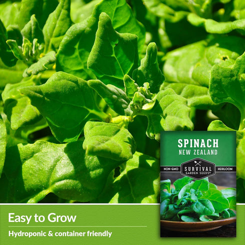 Summer (3 Packs) New Zealand Spinach Seeds for Planting | Heat Tolerant Green (Tetragonia), Cut-and-Come-Again Greens