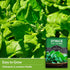 Summer (3 Packs) New Zealand Spinach Seeds for Planting | Heat Tolerant Green (Tetragonia), Cut-and-Come-Again Greens