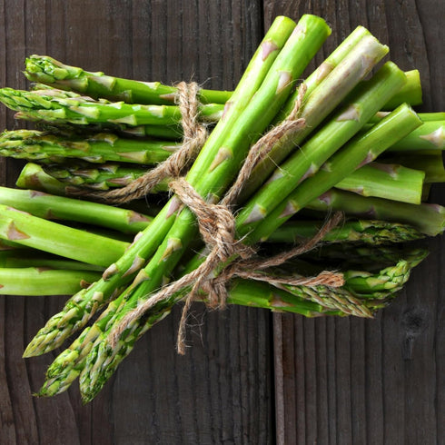 (5 Packs) Seed Needs Asparagus Seeds for Planting Mary Washington Asparagus - Non-GMO Heirloom & Untreated Perennial