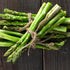(5 Packs) Seed Needs Asparagus Seeds for Planting Mary Washington Asparagus - Non-GMO Heirloom & Untreated Perennial