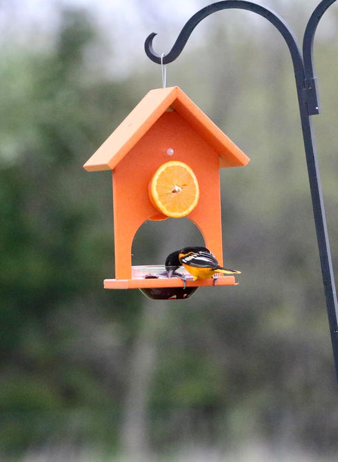 (Set 1) Songbird Essentials SERUBFJF Fruit and Jelly Oriole Feeder