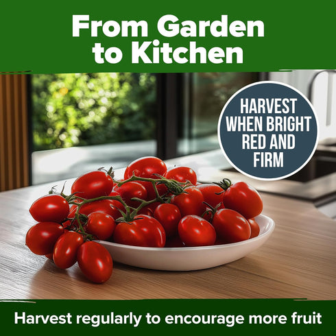 66+ HOME GROWN San Marzano Tomato Seeds Heirloom Non-GMO Seeds for Planting, High Germination, Indeterminate, Classic