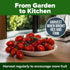 66+ HOME GROWN San Marzano Tomato Seeds Heirloom Non-GMO Seeds for Planting, High Germination, Indeterminate, Classic
