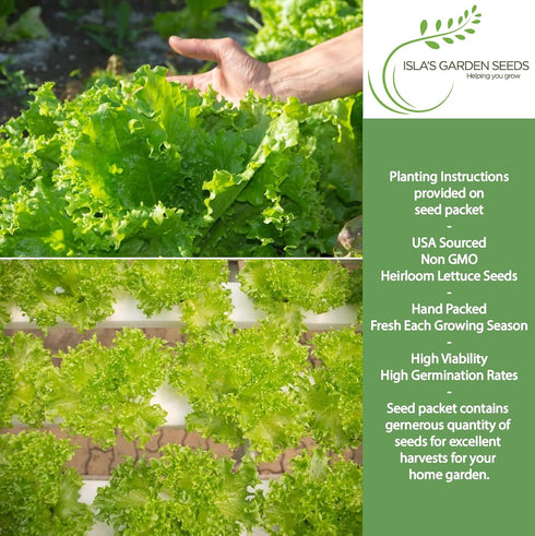 1000+ Grand Rapids TBR Lettuce Seeds (Lactuca Sativa) Non-GMO & Heirloom Seeds by Isla's Garden Seeds, Fast-Growing