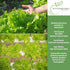 1000+ Grand Rapids TBR Lettuce Seeds (Lactuca Sativa) Non-GMO & Heirloom Seeds by Isla's Garden Seeds, Fast-Growing