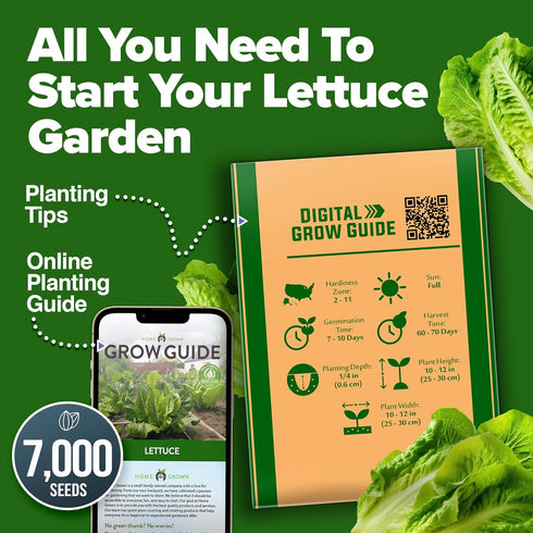 Pack, 7000+ HOME GROWN Romaine Lettuce Seeds, Paris Island Bulk Lettuce Seeds for Planting, High Germination Heirloom