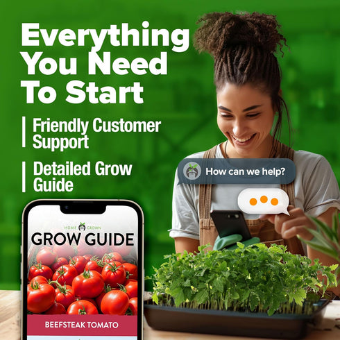 300+ Summer HOME GROWN Beefsteak Tomato Seeds Heirloom Non-GMO Seeds for Planting, High Germination, Indeterminate