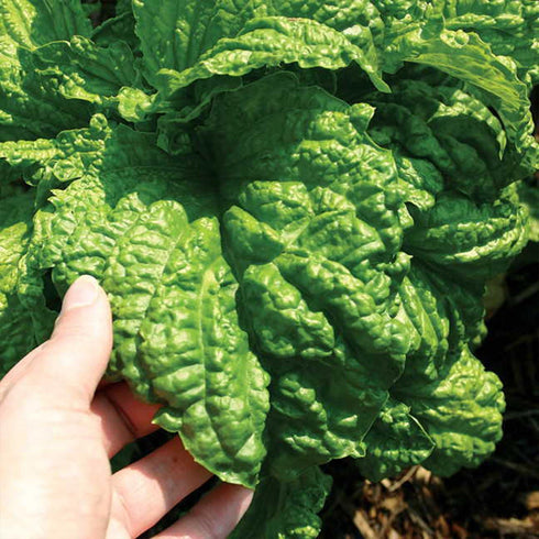 Palm Beach Medicinal Herbs - Lettuce Leaf Basil (Ocimum basilicum) - Packet