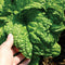 Palm Beach Medicinal Herbs - Lettuce Leaf Basil (Ocimum basilicum) - Packet
