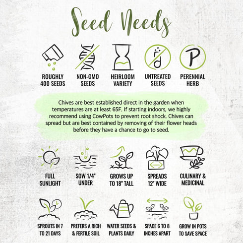 (2 Packs) Seed Needs Chive Seeds for Planting Garlic Chives - Non-GMO Heirloom & Untreated Perennial Herbs to Grow an