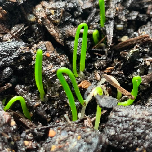(1 Pack) Seed Needs Chive Seeds for Planting Garlic Chives - Non-GMO Heirloom & Untreated Perennial Herbs to Grow an