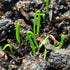 (1 Pack) Seed Needs Chive Seeds for Planting Garlic Chives - Non-GMO Heirloom & Untreated Perennial Herbs to Grow an