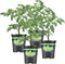 Bonnie Plants Bush Goliath Tomato, Live Plant, 19.3 oz., 4-Pack