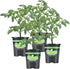 Bonnie Plants Bush Goliath Tomato, Live Plant, 19.3 oz., 4-Pack