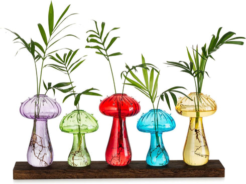Glasseam Mushroom Plant Propagation Station: Cute Glass Terrarium Jar with Wooden Stand