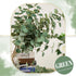 TOPHOUSE 6pcs Artificial Eucalyptus Leaves Stems Bulk - 24.8” Silver Dollar Eucalyptus Artificial Greenery Silk Plant
