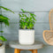 Vego garden Mini Planter Indoor Pots with Trellis Self-Watering Herb Countertop Planter