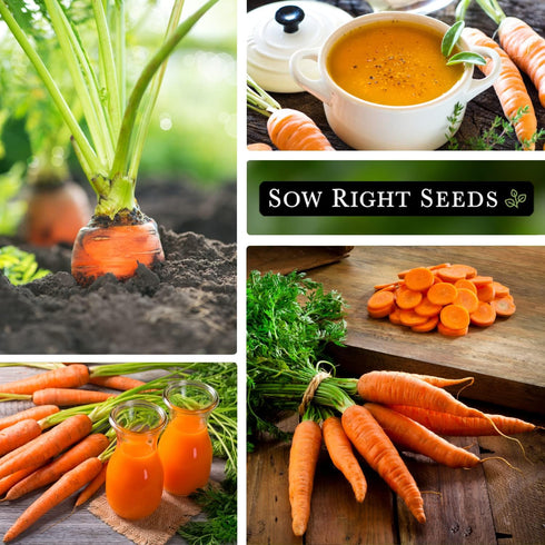 Packet (1) Sow Right Seeds - Scarlet Nantes Carrot Seed for Planting - Non-GMO Heirloom with Instructions to Plant a