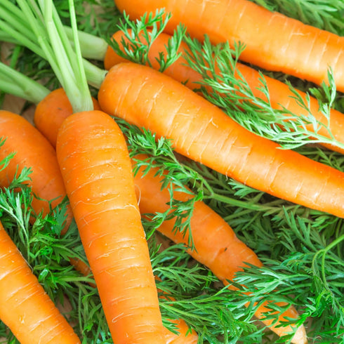 (5 Packs) Seed Needs Carrot Seeds for Planting Tendersweet Carrots - Non-GMO Heirloom & Untreated Vegetable Seed