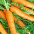 (5 Packs) Seed Needs Carrot Seeds for Planting Tendersweet Carrots - Non-GMO Heirloom & Untreated Vegetable Seed