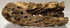 Awesome Industries Natural Cholla Wood Chunk Large Air Plant Display Holders Individually Unique Decorative Stands