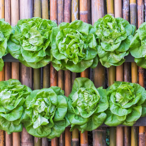 Pack 14 Packets Seed Needs Lettuce Seeds Variety for Planting a Collection of Individual Varieties - Includes Romaine