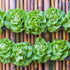 Pack 14 Packets Seed Needs Lettuce Seeds Variety for Planting a Collection of Individual Varieties - Includes Romaine