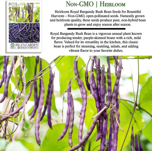 50+ Royal Burgundy Bush Bean Seeds (Phaseolus vulgaris) Non-GMO Heirloom Seeds, Deep Purple Snap Beans for Planting