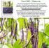 50+ Royal Burgundy Bush Bean Seeds (Phaseolus vulgaris) Non-GMO Heirloom Seeds, Deep Purple Snap Beans for Planting