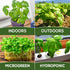 Pack 550+ Basil Seeds for Planting Home Garden Herbs - Individual of Heirloom Seeds, Suitable for Outdoors, Indoors