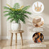SEQUEDA 3-Pack 6-12 Inch Wood Plant Stands Indoor, Single Plant Stand for Pots, Mid-Century Modern Plant Stool, Tall