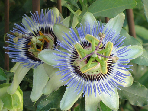 4 Inch Passion Fruit Plant - Live Plant in a Growers Pot - Edible Fruit Bearing Vine for The Patio and Garden