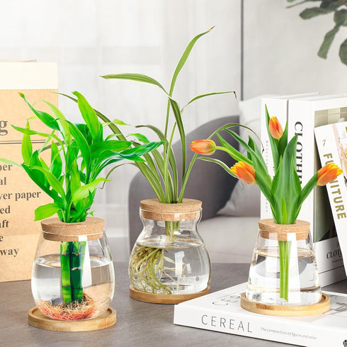 6 3 Beeveer Pcs Plants Propagation Station Separated Desktop Plant Terrarium with Wood Lid and Stand, Sizes Glass