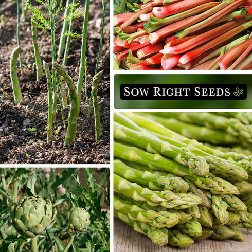 Packets Sow Right Seeds - Perennial Vegetable Seed Collection for Planting - Artichoke, Rhubarb, and Asparagus - Tasty