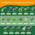 35 Pack 16,285+ Packets Seedphony Medicinal & Tea Herb Seeds Variety - Non-GMO Heirloom Herbs Seeds for Planting Indoor