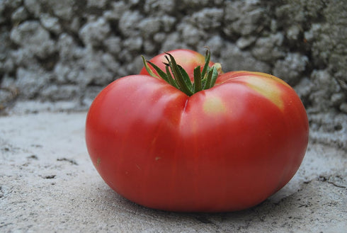 SeedsUA 40 Beefsteak Giant Tomato Russian Hercules Seeds Heirloom Vegetable for Planting Non GMO Seeds