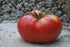 SeedsUA 40 Beefsteak Giant Tomato Russian Hercules Seeds Heirloom Vegetable for Planting Non GMO Seeds